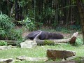 Giant Anteater